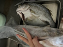 鮮京采三去海鱸魚(yú)3斤/3條 生鮮魚(yú)類(lèi) 白蕉鱸魚(yú)地標 中秋家宴魚(yú)類(lèi)源頭直發(fā) 曬單實(shí)拍圖