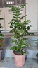幸福樹(shù)客廳盆栽大型綠植辦公室內(nèi)好養(yǎng)植物大老樁平安樹(shù)四季吸甲醛 叢生幸福樹(shù)60-70厘米+原盆 曬單實(shí)拍圖