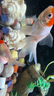 【鶴頂紅】精品金魚(yú)幼苗小魚(yú)魚(yú)苗紅帽招財冷水鴻運當頭獅子頭好養魚(yú)苗小型 鴻運當頭買(mǎi)3送3 4-6厘米【靈動(dòng)好看】 曬單實(shí)拍圖
