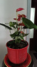 水培紅掌盆栽帶花一帆風(fēng)順花卉植物室內(nèi)好養(yǎng)綠植鴻運(yùn)當(dāng)頭四季開(kāi)花 特價(jià)紅掌1-3花（原盆） 曬單實(shí)拍圖