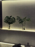 雙盟龜背竹水培老樁大葉開(kāi)背綠植盆栽除甲醛50-70cm1棵不含瓶源頭直發(fā) 曬單實(shí)拍圖
