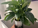 白掌一帆風(fēng)順盆栽植物室內花卉綠植水養四季開(kāi)花新手好養活 白掌1盆帶繁星盆 曬單實(shí)拍圖
