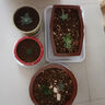 多肉植物 多肉套餐隨機(jī)不重復(fù)精選辦公室室內(nèi)陽(yáng)臺(tái)室外紅色系列 隨機(jī)6顆多肉不重復(fù) 曬單實(shí)拍圖