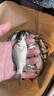 光威（GW）無(wú)法一本鯽本調鯽魚(yú)竿超輕超細臺釣竿野釣魚(yú)竿漁具魚(yú)竿手竿魚(yú)桿 3.9m 無(wú)法一本鯽本調+竿梢+纏把帶 曬單實(shí)拍圖