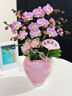 Only you【兩小時(shí)達(dá)】蝴蝶蘭帶花苞花劍花盆真花蘭花盆栽開業(yè)喬遷佛堂供花 10株桔子（瓷盆隨機(jī)） 曬單實(shí)拍圖
