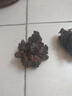 春枝韻牡丹花苗盆栽牡丹大苗纏枝花帶花苞觀賞牡丹花種重瓣牡丹大花樹苗 花王紅牡丹花苗3-6分叉 曬單實拍圖