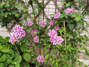鐵線(xiàn)蓮大苗盆栽藤本爬藤花卉重瓣陽(yáng)臺庭院攀援四季植物帶盆發(fā)貨 博士 曬單實(shí)拍圖