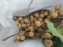田拾記廣東石峽儲良龍眼【JD/順豐-多地次日達】新鮮老樹(shù)現摘現發(fā)桂圓 5A級丨甜 凈重5斤裝丨儲良龍眼丨更甜多汁 曬單實(shí)拍圖