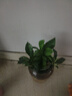 小盆梔子花盆栽四季開(kāi)花部分帶花苞室內(nèi)綠蘿水培花卉綠植物 低配款：15-20cm【2株】當(dāng)年少量開(kāi)花 濃香型梔子花【帶花苞】10天開(kāi)花 曬單實(shí)拍圖