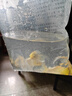招財黃金金魚(yú)鯉魚(yú)冷水魚(yú)苗好養耐活淡水活魚(yú)魚(yú)苗錦鯉龍鳳批發(fā) 錦鯉6-8黃金5條 曬單實(shí)拍圖