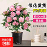 茶花盆栽香妃山茶花樹(shù)苗四季開(kāi)花卉帶花苞五色赤丹室內陽(yáng)臺綠植物 香妃茶花（約40-50cm高）原土發(fā)貨 曬單實(shí)拍圖