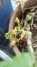 農之子（NONGZHIZI）食用羽衣甘藍菜種子苗蔬菜種籽盆栽菜苗耐寒種苗帶土球 綠羽衣甘藍苗 5棵+1棵 曬單實(shí)拍圖