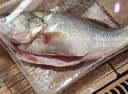 仙泉湖三去白蕉海鱸魚(yú)1斤/條凈膛冷凍刺少肉厚珠海特產(chǎn)500g生鮮食材 曬單實(shí)拍圖