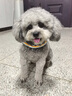 柒哦狗狗牽引繩胸背帶背心式中小型犬伸縮遛狗繩泰迪柴犬專(zhuān)用狗鏈項圈 彩虹單胸背-天空藍 XS碼建議3-6斤 曬單實(shí)拍圖