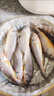 冰鮮部族小黃魚 新鮮冷凍海鮮深海黃花魚 活魚速凍燒烤食材 【新鮮海捕】深海小黃魚4斤 曬單實拍圖