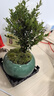 花翁老樁植物室內盆栽花卉 小葉赤楠盆景+綠冰裂釉陶盆+底座源頭直發(fā) 曬單實(shí)拍圖