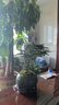 文竹盆栽植物室內(nèi)花卉盆景客廳辦公室桌面小綠植好養(yǎng)云竹四季常青 精品文竹+冰釉淺綠盆+圓底托+苔蘚 曬單實(shí)拍圖