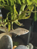 逸樂(lè )寵黑殼蝦草缸清潔蝦烏龜龍魚(yú)飼料除藻蝦觀(guān)賞蝦工具蝦草蝦活體蝦米蝦 黑殼蝦100只+100防損 發(fā)順豐 曬單實(shí)拍圖
