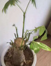 生根液快速發(fā)根生根粉壯苗劑植物移栽嫁接成活大樹移栽生果樹專用 1包【大樹生根】 曬單實(shí)拍圖
