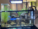 西游水族烏龜缸超白玻璃生態(tài)造景龜魚(yú)缸一體混養生態(tài)缸客廳專(zhuān)用家用飼養缸 40雨林豪華全套【缸+做好成品發(fā)貨+設備】 曬單實(shí)拍圖