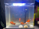 寵街坊魚(yú)缸過(guò)濾器三合一增氧泵客廳桌面超白玻璃免換水送禮生態(tài)魚(yú)缸320 曬單實(shí)拍圖