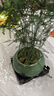 泰西絲文竹盆景桌面綠植盆栽 文竹+綠哥窯冰裂盆+苔蘚+方托 源頭直發(fā) 曬單實(shí)拍圖