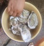 鮮海道 鮮活乳山生蠔4XL 凈重5斤 10-14只 生鮮海鮮貝類 源頭直發(fā) 曬單實拍圖
