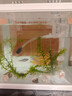 蝶翼斑馬魚(yú)長(cháng)尾長(cháng)鰭觀(guān)賞魚(yú)冷水小型淡水金魚(yú)活體好養淡水觀(guān)賞魚(yú) 大號蝶翼隨機3.5-4厘米5+1備損 曬單實(shí)拍圖