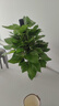 嘆為觀(guān)止大型植物發(fā)財樹(shù)各種大顆盆栽開(kāi)業(yè)喬遷客廳辦公室內好養大型花卉 大葉綠蘿【1.2-1.4米】 含盆 曬單實(shí)拍圖