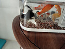 錦鯉魚活體觀賞魚活魚小型易養(yǎng)冷水淡水魚小魚苗錦鯉金魚好看錦鯉 13-15cm 六彩錦鯉套餐6條 曬單實(shí)拍圖
