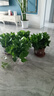 綠有意綠蘿盆栽室內(nèi)植物花卉綠植水培長(zhǎng)藤垂吊大葉綠籮新房家用吸除甲醛 180綠加侖吸水綠蘿4盆+壺+10肥 帶盆帶土發(fā)貨 曬單實(shí)拍圖