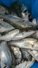 伊酷達(dá)（ECOODA）馭海水滴輪 近海船釣輪 拉流底釣八帶黑黃鱸魚海釣輪 帶卸力報(bào)警 ESW 280（速比6.6:1/釣力10kg） 右手型 曬單實(shí)拍圖