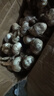 春平賦2025年新鮮大蒜頭現(xiàn)挖新蒜大蒜批發(fā)鮮蒜紅皮蒜糖醋濕蒜干蒜 9斤含箱【果徑3-5cm]4500g 曬單實拍圖