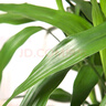 【花開(kāi)富貴】富貴竹水培植物10枝 曬單實(shí)拍圖