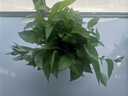 雙盟綠蘿盆栽除甲醛花卉綠植辦公室新房凈化空氣180加侖4盆裝源頭直發(fā) 曬單實拍圖