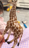 babycare&bctoys動(dòng)物玩具動(dòng)物桶熊貓老虎獅子長(cháng)頸鹿模型玩具 曬單實(shí)拍圖
