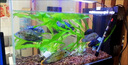 宏雨魚(yú)缸客廳家用側濾超白全套熱帶魚(yú)缸中大型客廳家用屏風(fēng)生態(tài)水草缸 黑色60*30*30【真水草套餐】超白側濾 曬單實(shí)拍圖