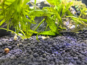 尼特利1號(hào)大師水草泥魚缸專用水藻泥生態(tài)草缸底砂營(yíng)養(yǎng)土8L/袋  曬單實(shí)拍圖