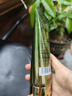 dyey白松露氨基酸洗面奶男女控油嫩白提亮深層清潔收縮毛孔100g 曬單實(shí)拍圖