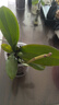 蝴蝶蘭盆栽帶花劍四季開(kāi)花客廳室內蘭花大苗桌面無(wú)花苞花好養易活 白美人---【包開(kāi)花】送營(yíng)養液2包 帶1支花劍 曬單實(shí)拍圖
