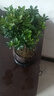 八芽 小葉赤楠盆景擺件室內(nèi)綠植花卉盆栽老樁客廳辦公室桌面好養(yǎng)植物 （【熱銷款】舍得紫砂盆赤楠+苔蘚+底座） 曬單實拍圖