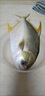 【順豐包郵】新鮮特大金鯧魚(yú)鮮活冷凍海魚(yú)金昌魚(yú)平魚(yú)白鯧海魚(yú)冰鮮 1條裝【每條0.8-1斤】 曬單實(shí)拍圖