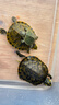 萌龜飼家深水黃耳龜烏龜活物冷水長(cháng)壽龜家養寵物觀(guān)賞小烏龜招財吃糞龜 5-6厘米可深水 2只情侶龜 100克龜糧 曬單實(shí)拍圖