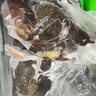 烏鄉基原種泰和烏雞吃谷物純散養土雞現殺700g/只400天日齡老母雞日常裝 【2只日常裝】400天老母雞 曬單實(shí)拍圖