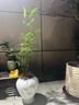 花城水調內門(mén)竹子盆栽新中式禪意茶室書(shū)房造景辦公室桌面綠植室內客廳植物 高60-80cm含【青玉案鹽燒陶瓷盆】 曬單實(shí)拍圖