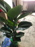 花財(cái)主天堂鳥盆栽辦公室大型綠植客廳盆栽家用吸甲醛凈化空氣綠植 5-6天堂鳥1.2-1.3m【無盆】 曬單實(shí)拍圖