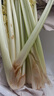 綠食者 新鮮西芹1000g 大芹菜 洋芹菜 健康輕食蔬菜 曬單實拍圖