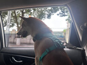 拉夫威爾ruffwear嗨輕狗狗胸背帶狗背帶中小型犬雪納瑞背帶式狗狗牽引繩 鼠尾草綠/霧森綠 S 曬單實(shí)拍圖