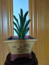 種花迷君子蘭盆栽老苗帶花苞四季好養(yǎng)多肉花卉綠植物室內(nèi)圓頭和尚大小苗 帶土包成活精品圓頭10-12片葉 不含盆 曬單實(shí)拍圖