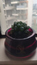 姬玉露多肉植物治愈綠植室內辦公室桌面小盆栽花卉店鋪蘆薈盆景 一顆玉露（原盆原土） 帶盆栽好 曬單實(shí)拍圖